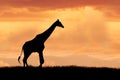 Giraffe on African plains