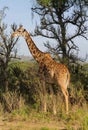 Giraffe in African safari game reserve