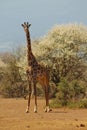 Jiraffe in African savannah bush