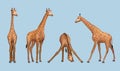 Giraffe. African savana realistic animals giraffe in various poses decent vector templates