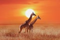 Giraffe in the African savanna against the backdrop of beautiful sunset. Serengeti National Park. Tanzania. Africa.