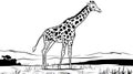 Black and White Giraffe Standing in African Savanna Landscape with Grass and Horizon Royalty Free Stock Photo