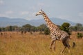 Giraffe in african savanna in tall grass with trees in background and mountains in the distance Royalty Free Stock Photo