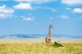 Giraffe in african savanna, wildlife in Amboseli national park, animals in Kenya, Africa Royalty Free Stock Photo