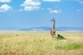 Giraffe in african savanna, wildlife in Amboseli national park, animals in Kenya, Africa Royalty Free Stock Photo