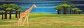 Giraffe in the African savannah. A baobab grove on the horizon. Starlight Night. Realistic vector landscape