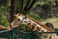 Feeding giraffe ifrom hand in a zoo