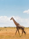Giraffe in african savannah, at Masai Mara , Kenia