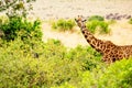 Giraffe in the African savannah. Masai Mara National Park, Kenya. Africa landscape Royalty Free Stock Photo
