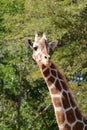 Giraffe in African Serengeti of Tanzania, Africa