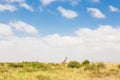 Giraffe in african wilderness.