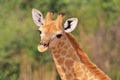 Giraffe - African Wildlife Background - Baby Animals are Cute Royalty Free Stock Photo