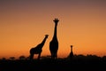 Giraffe - African Wildlife Background - Beautiful Sunset Silhouette