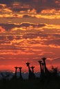 Giraffe - African Wildlife Background - Colorful Cloudscape and Family