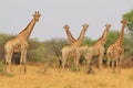 Giraffe - African Wildlife Background - Curious Herd Royalty Free Stock Photo