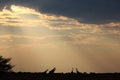 Giraffe - African Wildlife Background - Epic Silhouettes Royalty Free Stock Photo