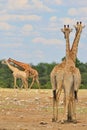 Giraffe - African Wildlife Background - Funny Nature Royalty Free Stock Photo