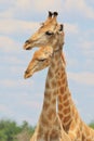 Giraffe - African Wildlife Background - Funny Poses in Nature Royalty Free Stock Photo