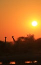 Giraffe - African Wildlife Background - Golden Nature Royalty Free Stock Photo