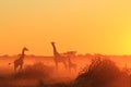 Giraffe - African Wildlife Background - Golden Sunset Dust Royalty Free Stock Photo