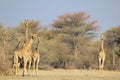 Giraffe - African Wildlife Background - Herd of Patterns Royalty Free Stock Photo