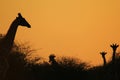 Giraffe - African Wildlife Background - Iconic Silhouettes