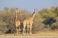 Giraffe - African Wildlife Background - Looking for Patterns Royalty Free Stock Photo