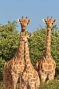 Giraffe - African Wildlife Background - Looking for Patterns Royalty Free Stock Photo