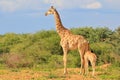 Giraffe - African Wildlife Background - Loving Mom Royalty Free Stock Photo