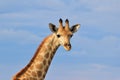 Giraffe - African Wildlife Background - Posing Colors
