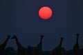 Giraffe - African Wildlife Background - Under a Red Iconic Sun Royalty Free Stock Photo