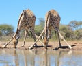 Giraffe - African Wildlife - Watering hole aerobatics Royalty Free Stock Photo