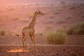 Giraffe in afternoon light