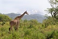 Giraffe against Kilimanjaro Royalty Free Stock Photo