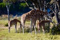 Giraffe Ambassador Family, Adults And Young: Giraffa Camelopardalis
