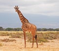 Giraffe at Amboseli National Park, Kenya