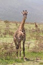 Giraffe in Amboseli national park, Kenya. Royalty Free Stock Photo