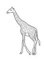 Giraffe animal black and white lineart drawing illustration. Hand drawn lineart illustration in black and white