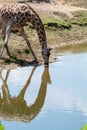 Giraffe animal drinking water from river in safari park with ref