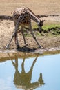 Giraffe animal drinking water from river in safari park with ref