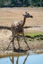 Giraffe animal drinking water from river in safari park with ref