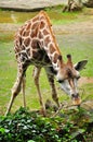 Giraffe animal