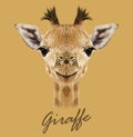 Giraffe animal face. Vector cute head of African giraffe. Realistic savannah wild fur giraffe portrait isolated on tan background Royalty Free Stock Photo