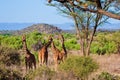 Giraffe animal in a national park