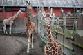 Giraffe, animal, zoo, africa, mammal