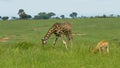 Giraffe and antelope eating grass