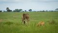 Giraffe and antelope eating grass
