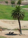 Giraffe, antelope hiding under a palm tree in San Diego Zoo Safari Park