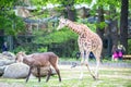 Giraffe and antelope in a zoo, Berlin