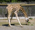 Giraffe artiodactyl mammal herbivorous neck eyelash Royalty Free Stock Photo